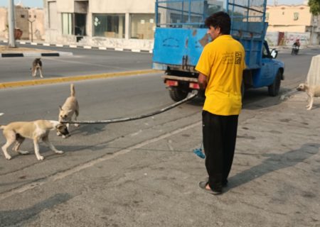 اجرای طرح جمع‌آوری سگ‌های بلاصاحب در شهر بندرکنگ